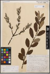 Foto von Salix cinerea L.